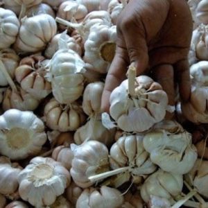 Bawang Putih Premium